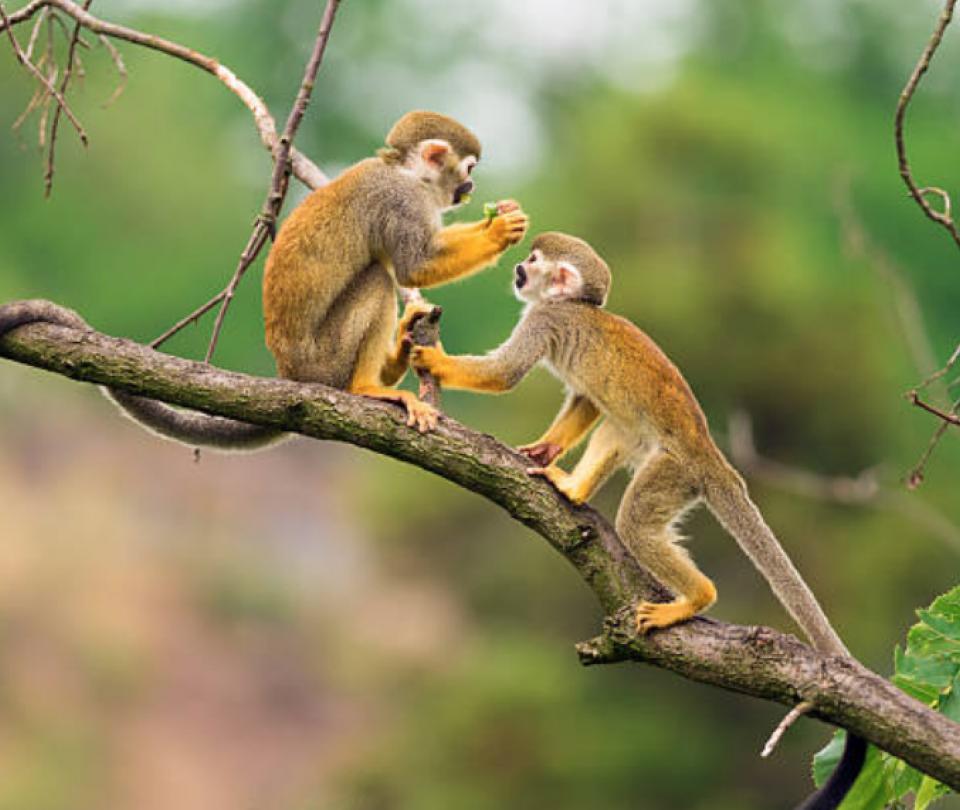 Monos ‘roban’ muestras de sangre de pacientes con coronavirus