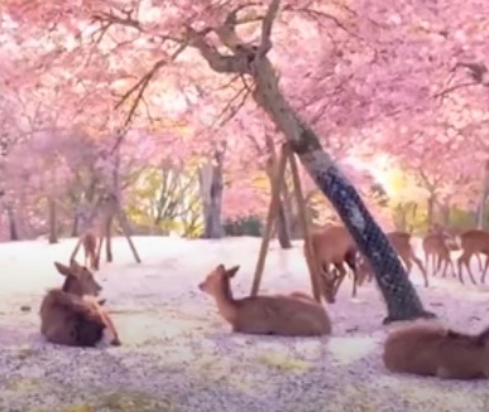 Tierno momento de ciervos durmiendo bajo cerezos da la vuelta al mundo