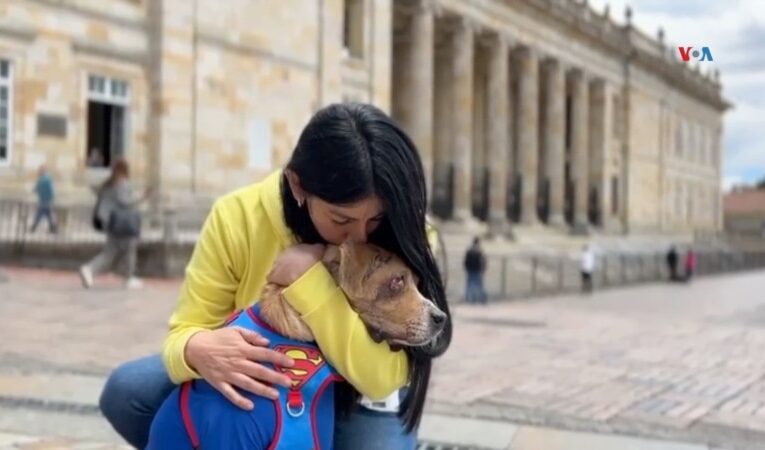 Inspirada en un perro víctima de crueldad, Colombia aumenta penas por maltrato animal