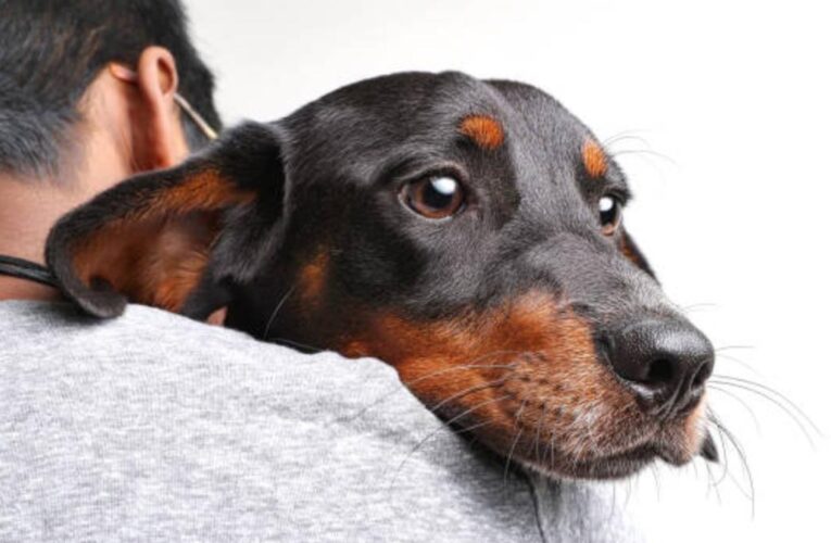¿Qué significa que alguien no soporte a los perros, según la ciencia del comportamiento?