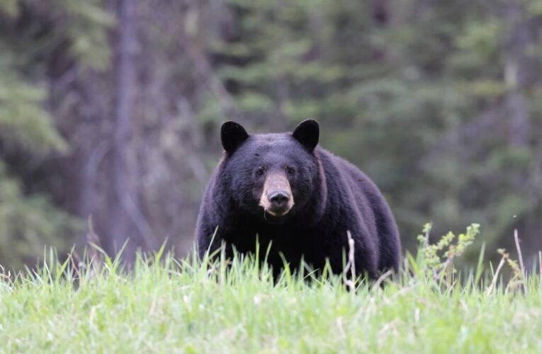 Once personas, entre ellas varios niños, heridas por el ataque de un oso pardo en Toronto, Canadá, mientras se encontraban en una excursión escolar