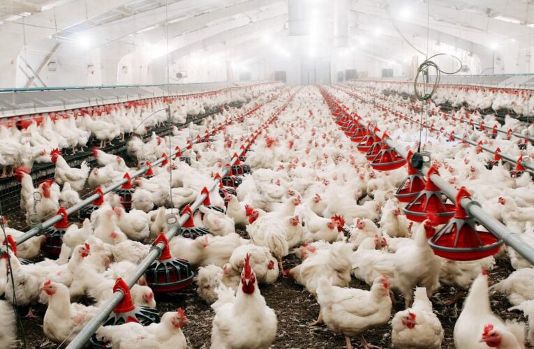 este es el plan del gobierno