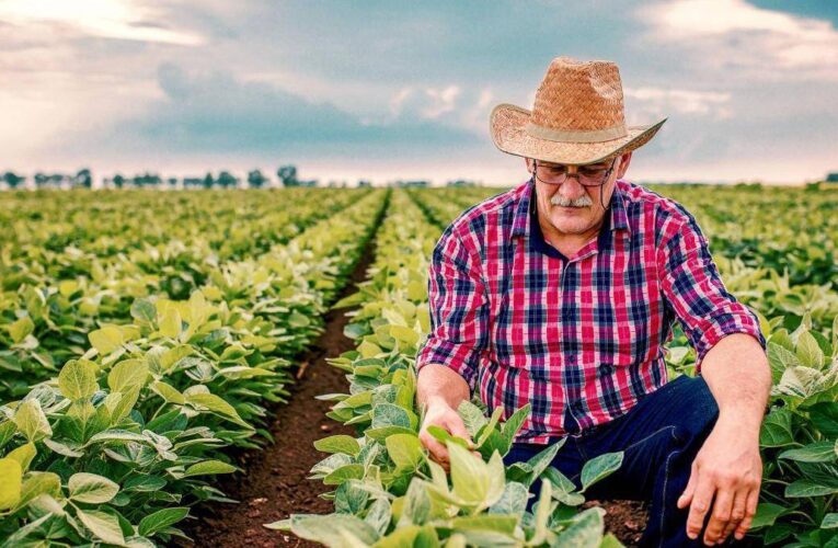 Adiós al monopolio estatal: Cuba autorizará al sector privado a comercializar productos agrícolas libremente